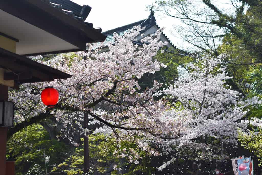 cherry blossoms at okazaki castle 2021