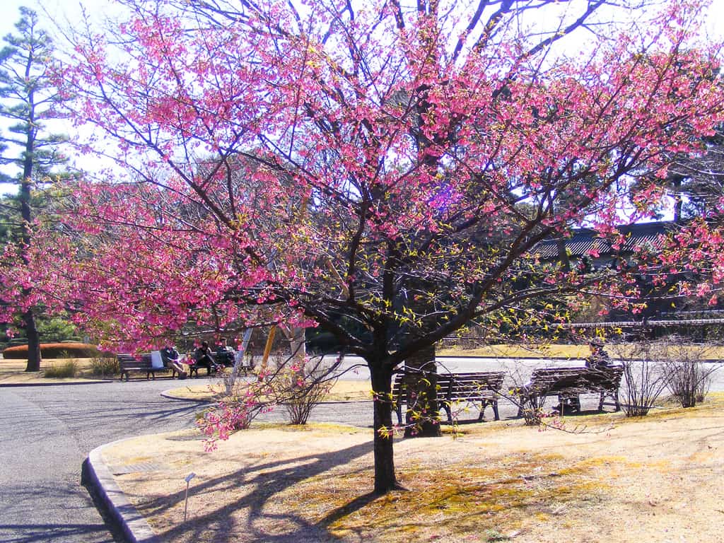 Plum blossom tree