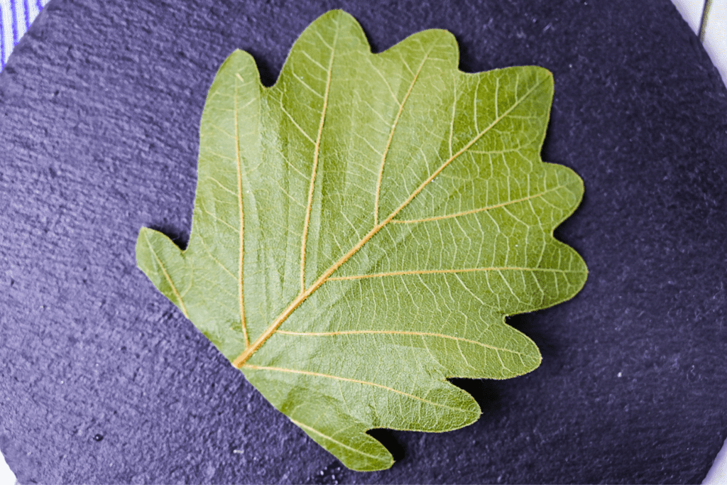 kashiwa oak leaf