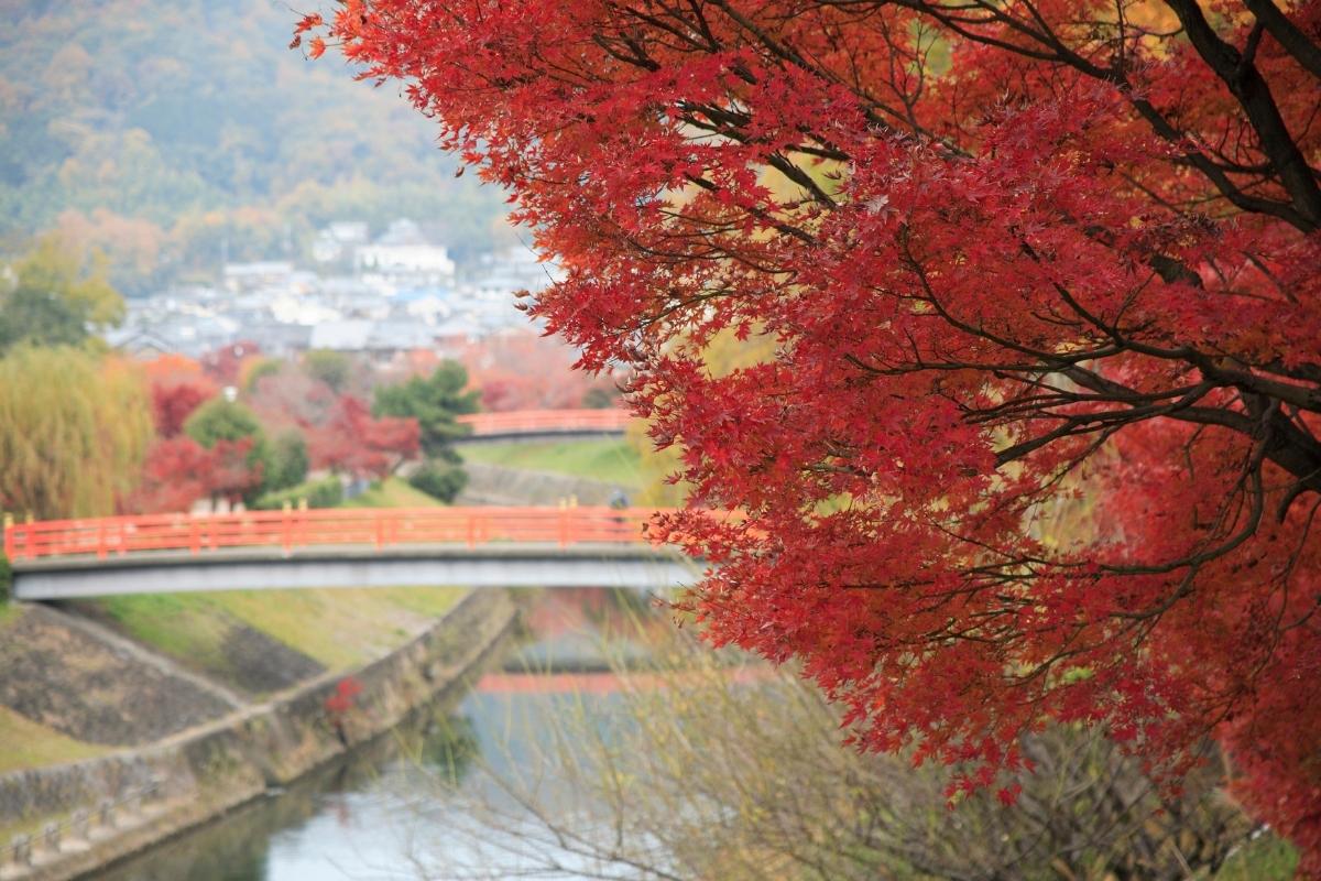 Tatsuta river with autumn leaves