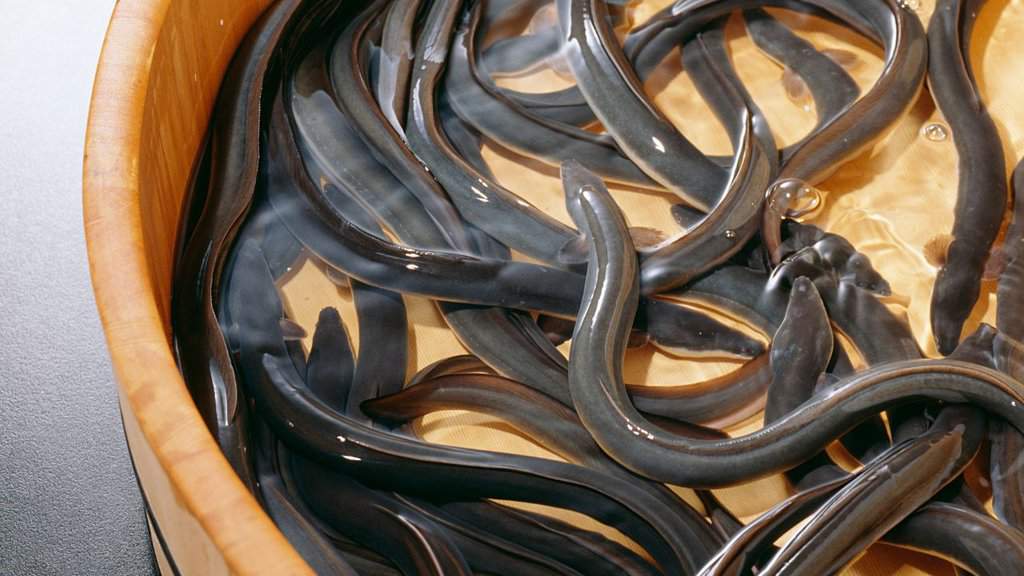 unagi Japanese eel