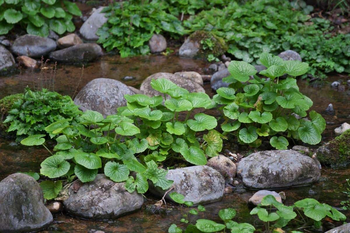 Wild wasabi growing in running water
