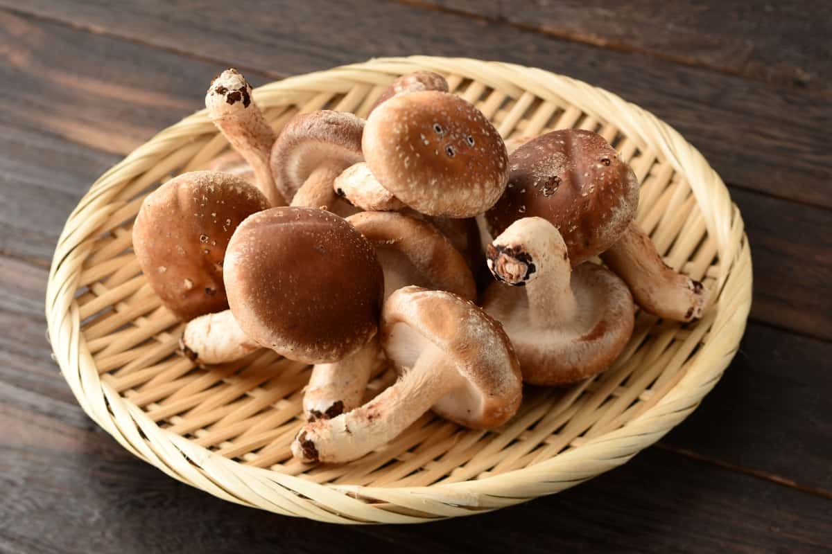 shiitake mushrooms on a bamboo "zaru" plate