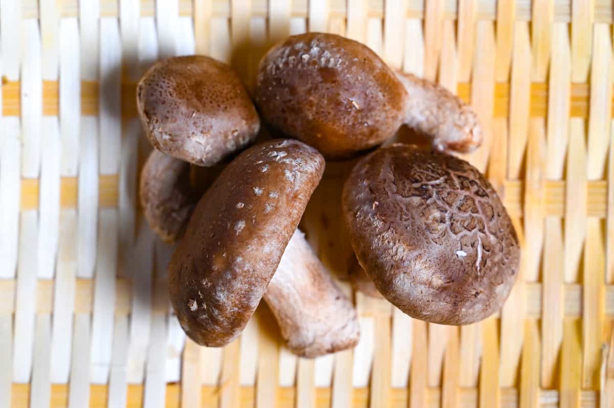 shiitake mushrooms close up