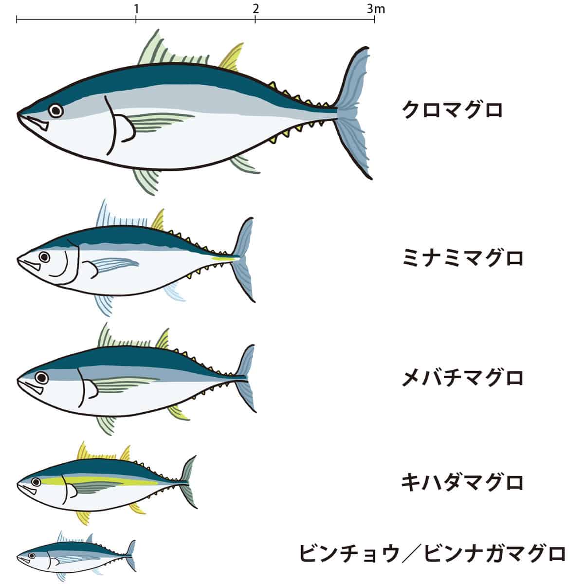 Types of tuna in Japan