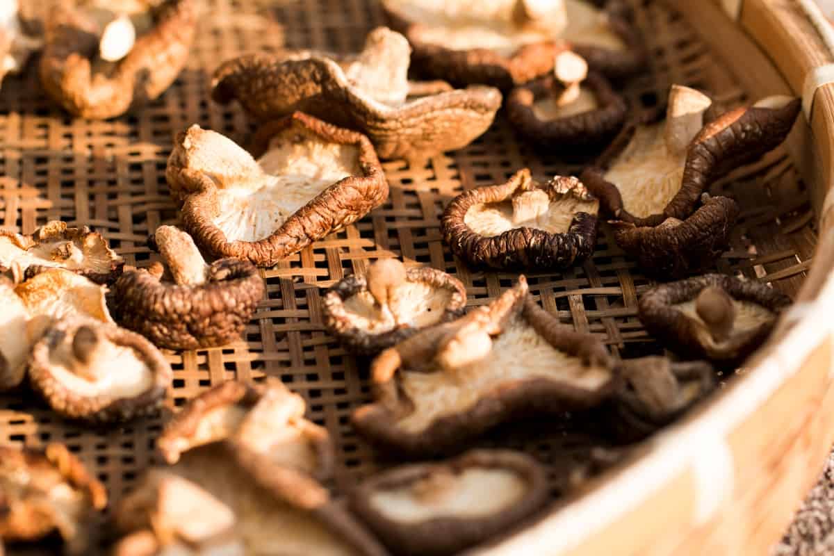 drying shiitake mushrooms on a large tray