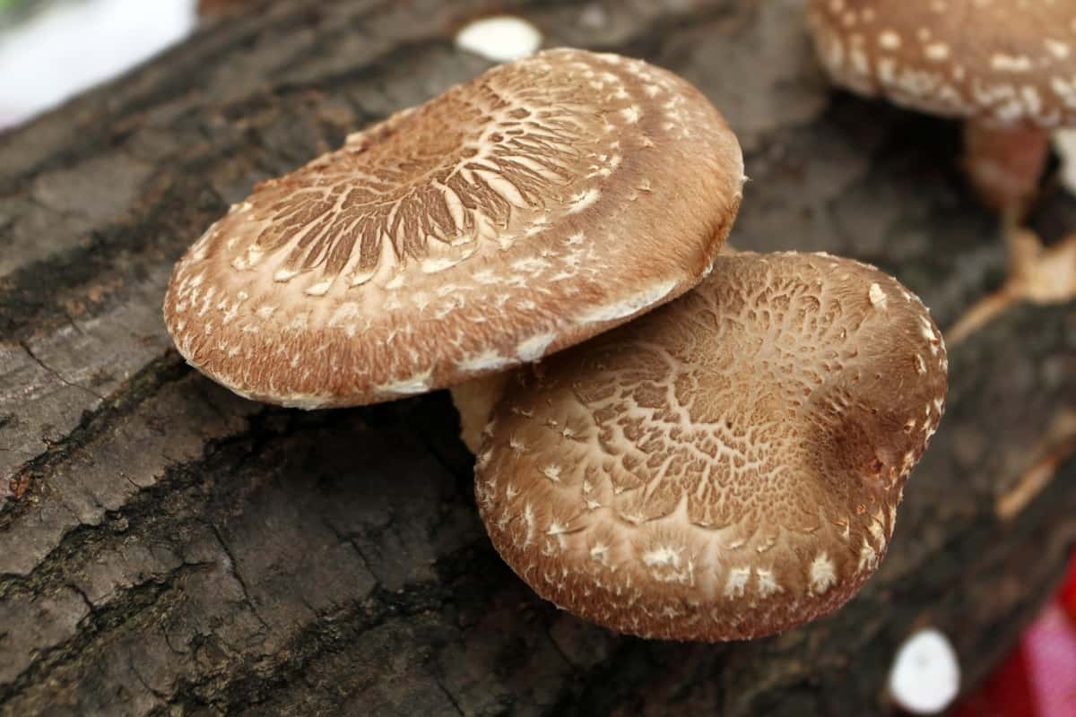 close up of 2 shiitake mushrooms growing on a tree