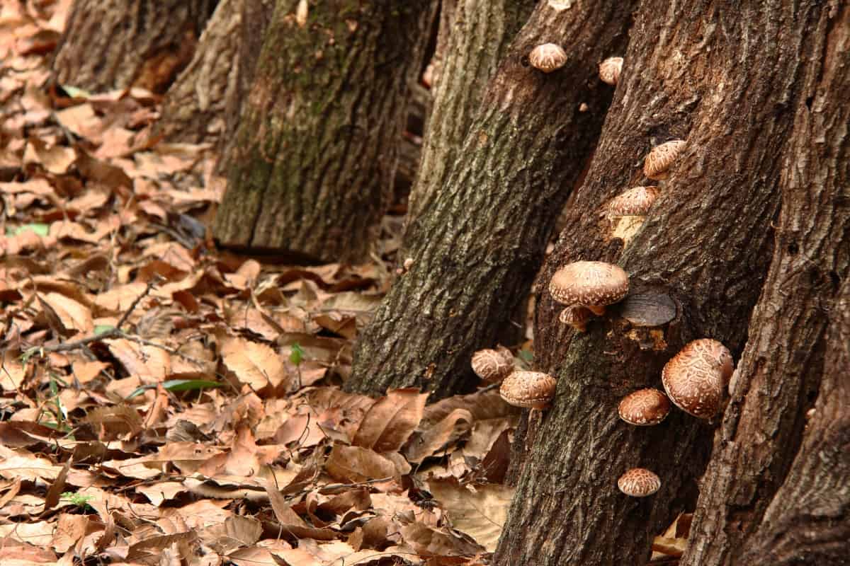 shiitake growing on trees