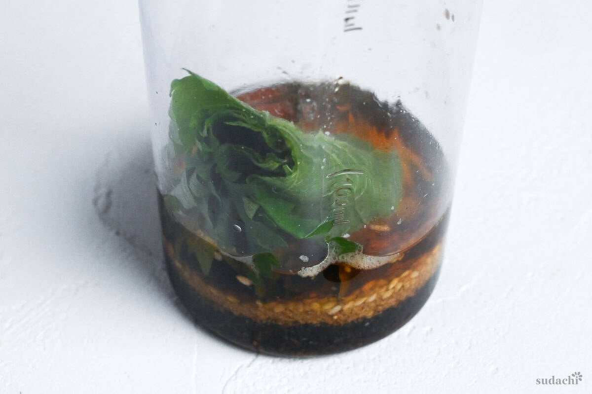 shiso leaves and condiments in a blender jug side view