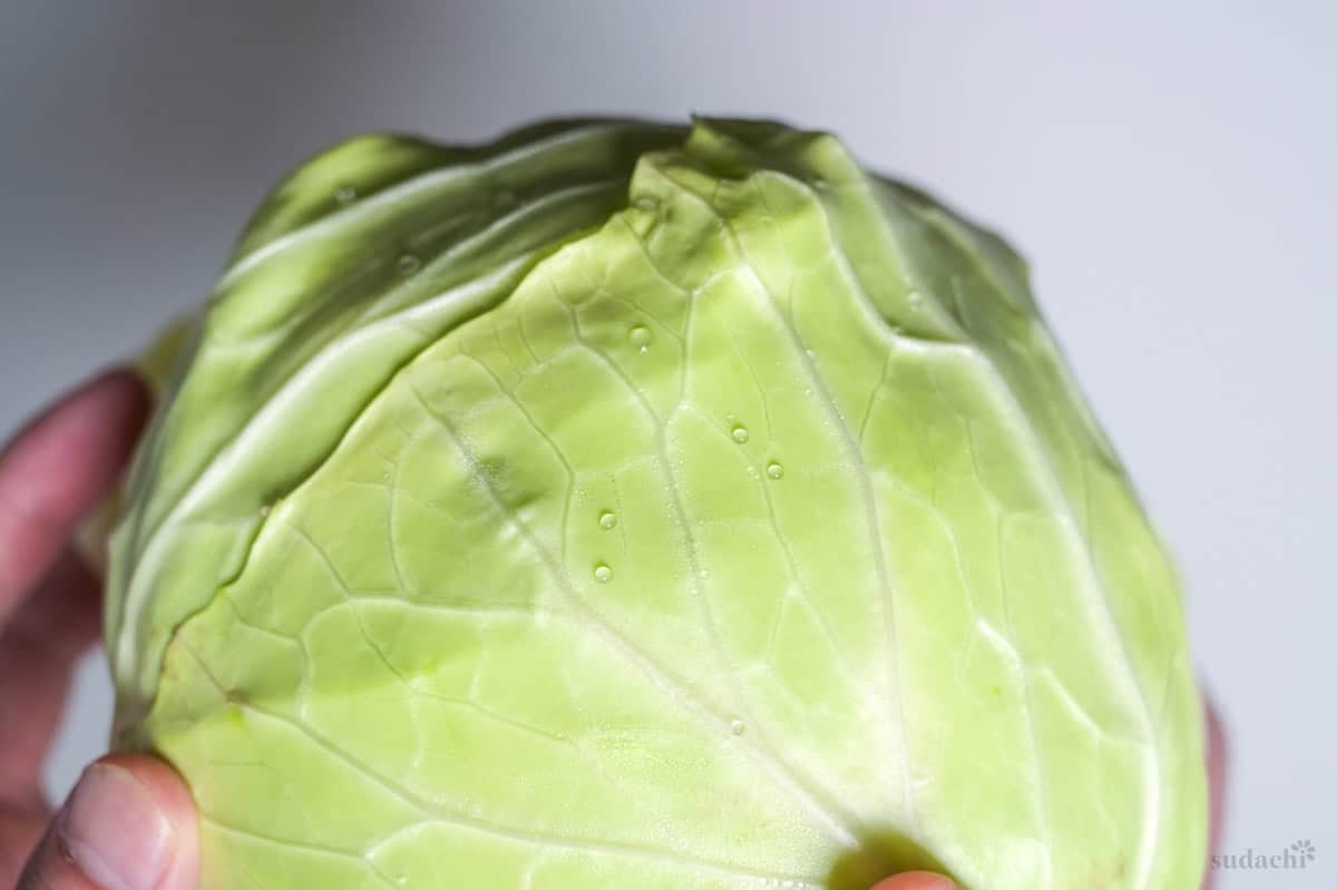 Close up of water droplets on green cabbage