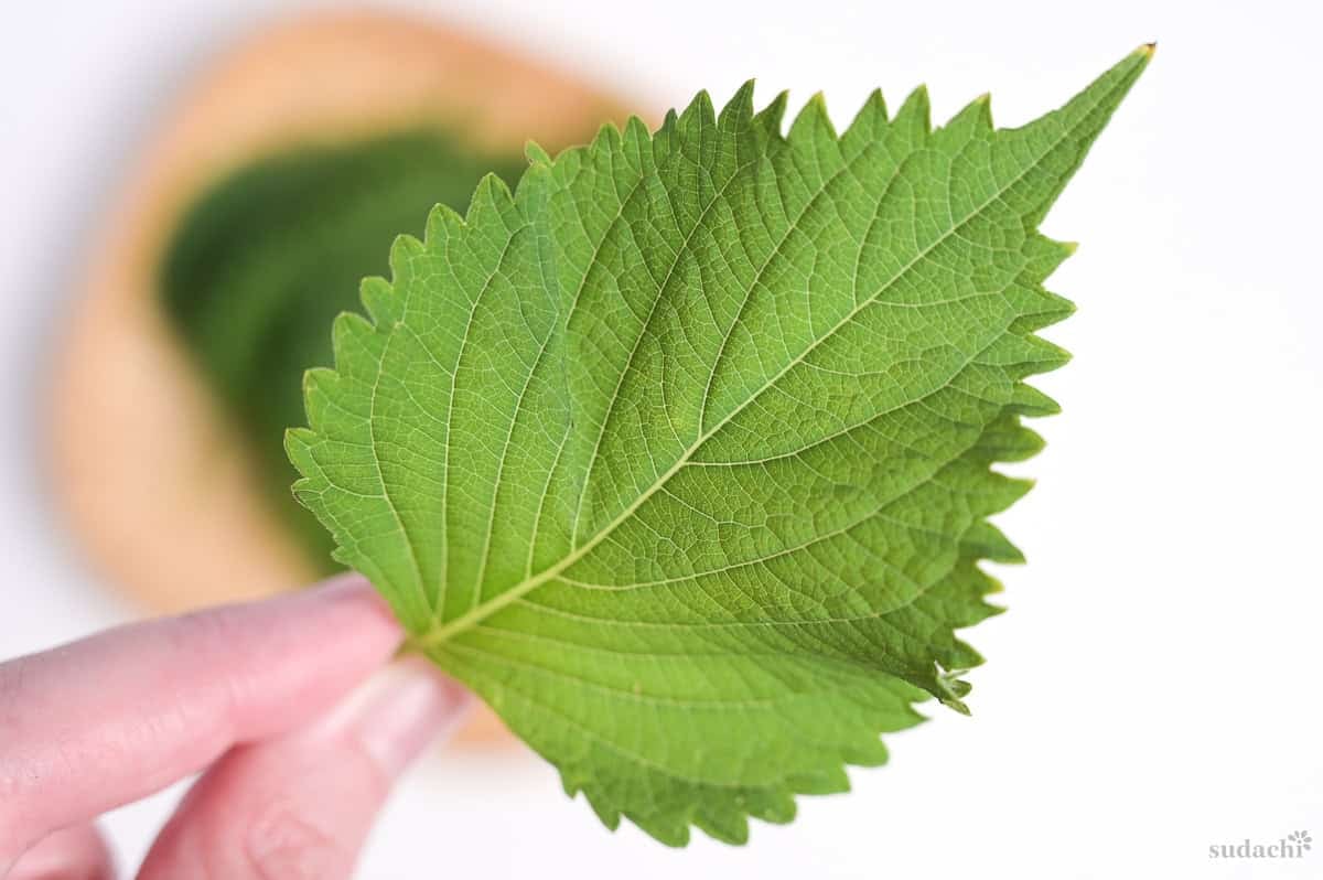 close up of a green Perilla leaf (shiso/ooba)